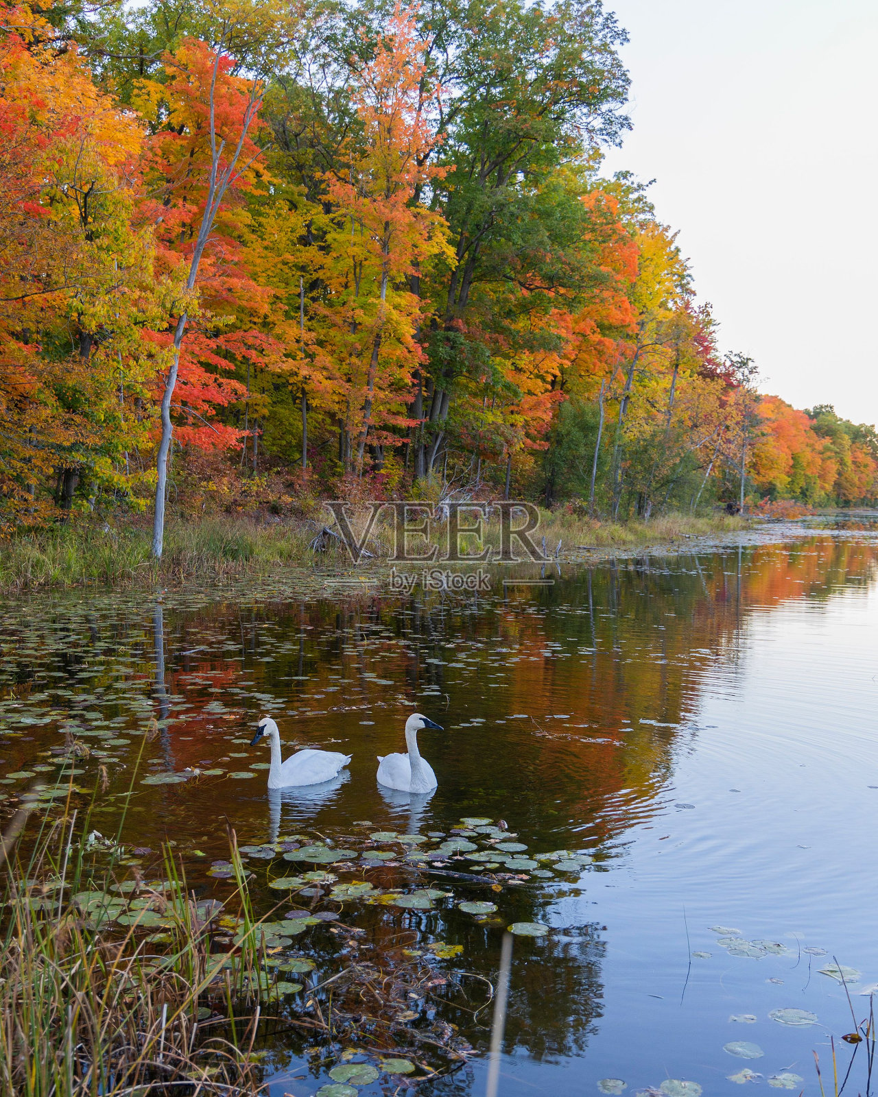 垂直拍摄的两只号手天鹅在湖中游泳,背景是秋天的树木。照片摄影图片
