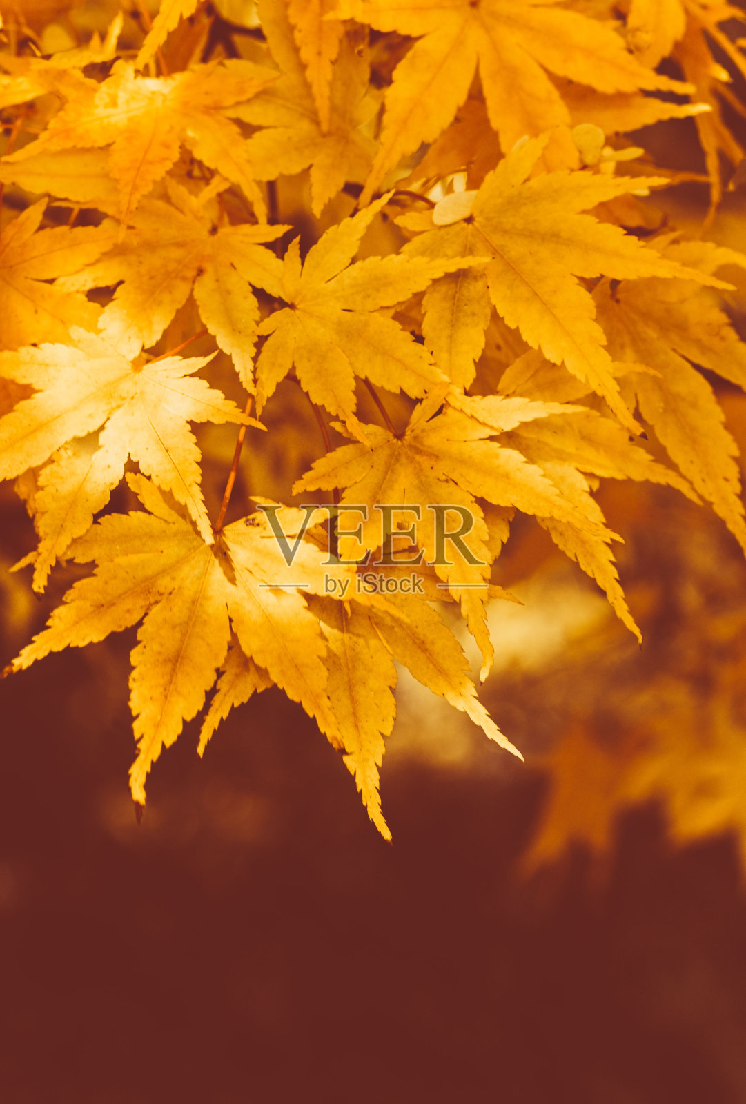 伍斯特郡巴特福德植物园的秋叶垂直拍摄照片摄影图片