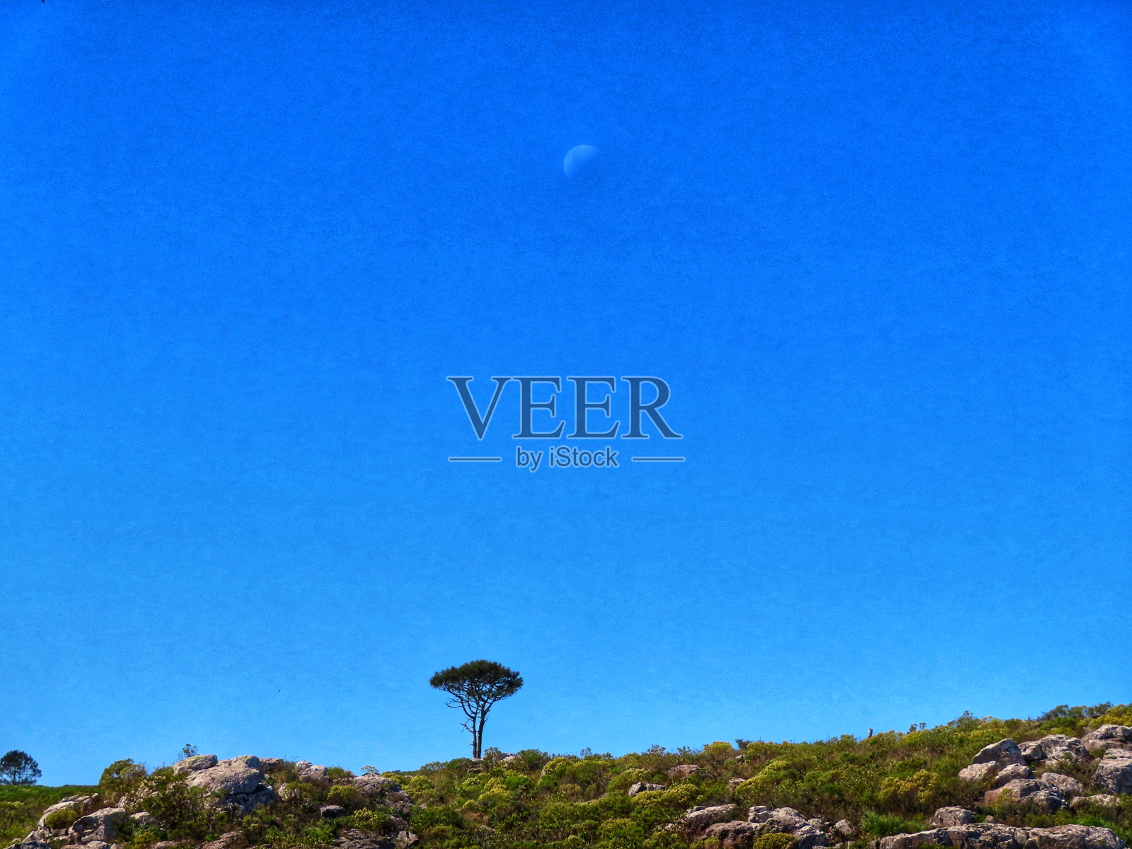 山顶上孤独的树,背景是月亮照片摄影图片