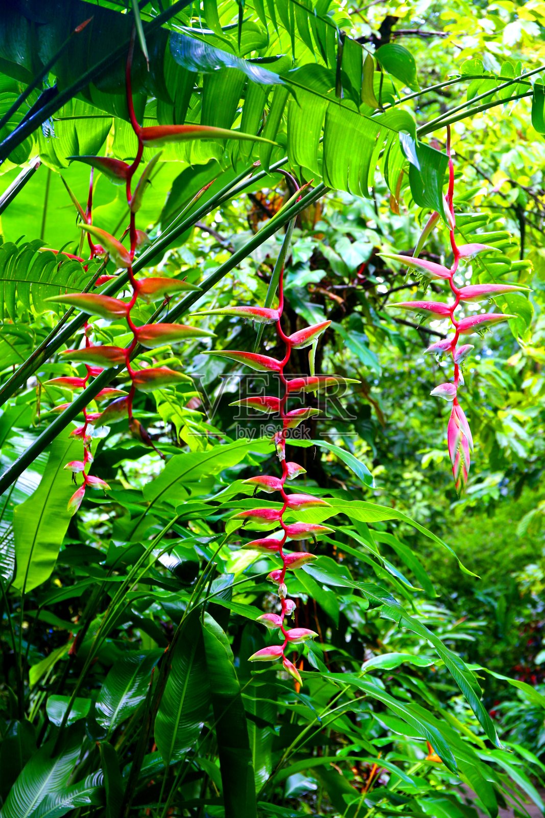 圣卢西亚的钻石瀑布植物园和矿泉浴照片摄影图片