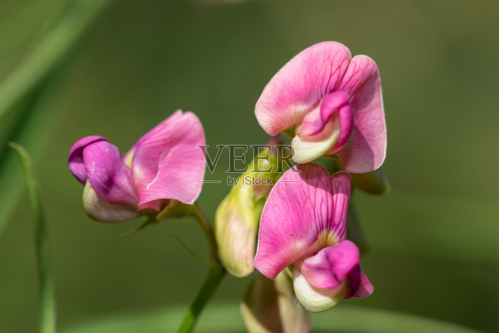 永恒的甜豌豆花照片摄影图片