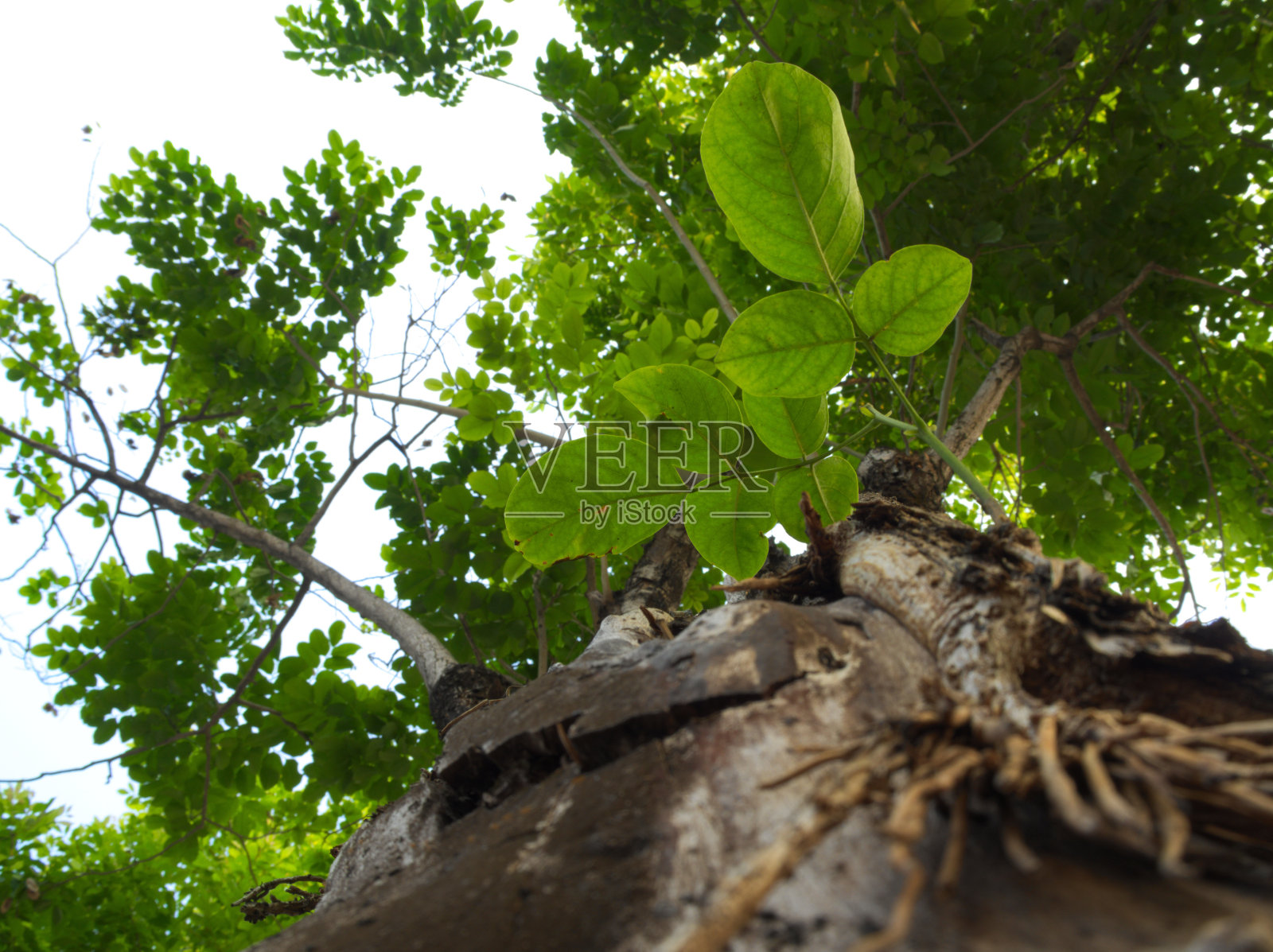 树叶背景上的大型树木纹理表面照片摄影图片
