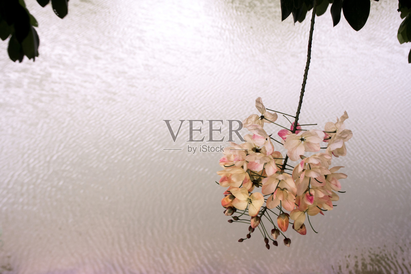 水面背景上的Chaiyapruek花束照片摄影图片