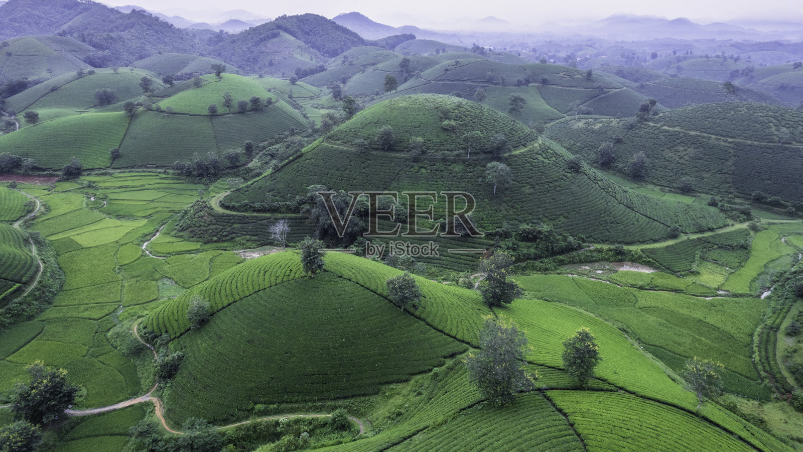 长Coc茶山。照片摄影图片