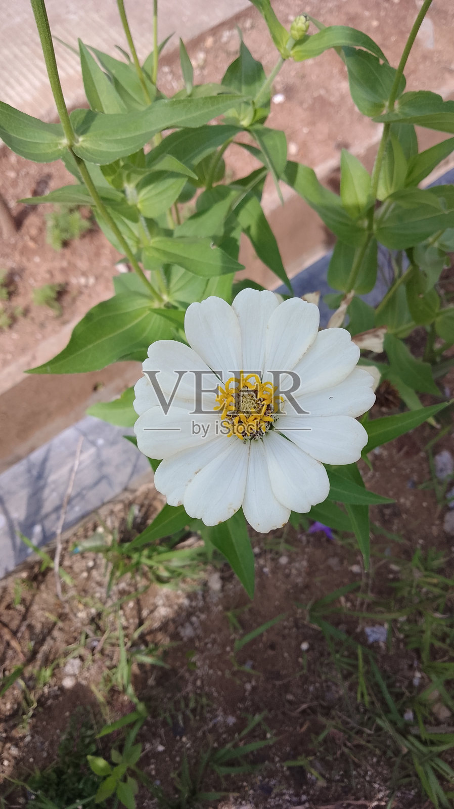 白色百日草花照片摄影图片