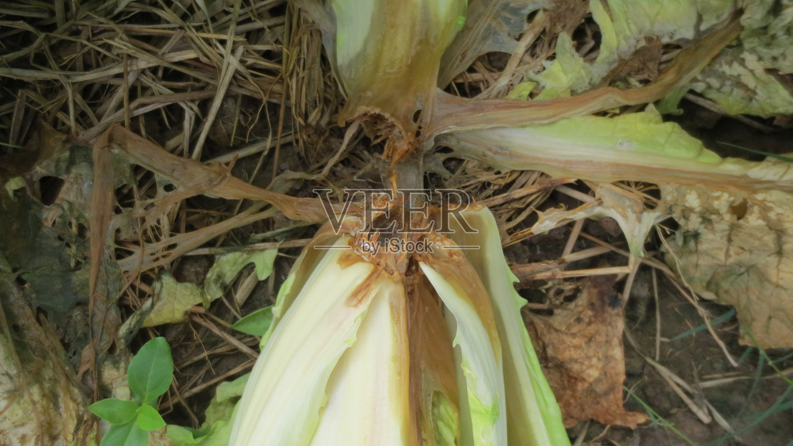 越南卷心菜细菌性软腐病(Erwinia carotovora)。照片摄影图片