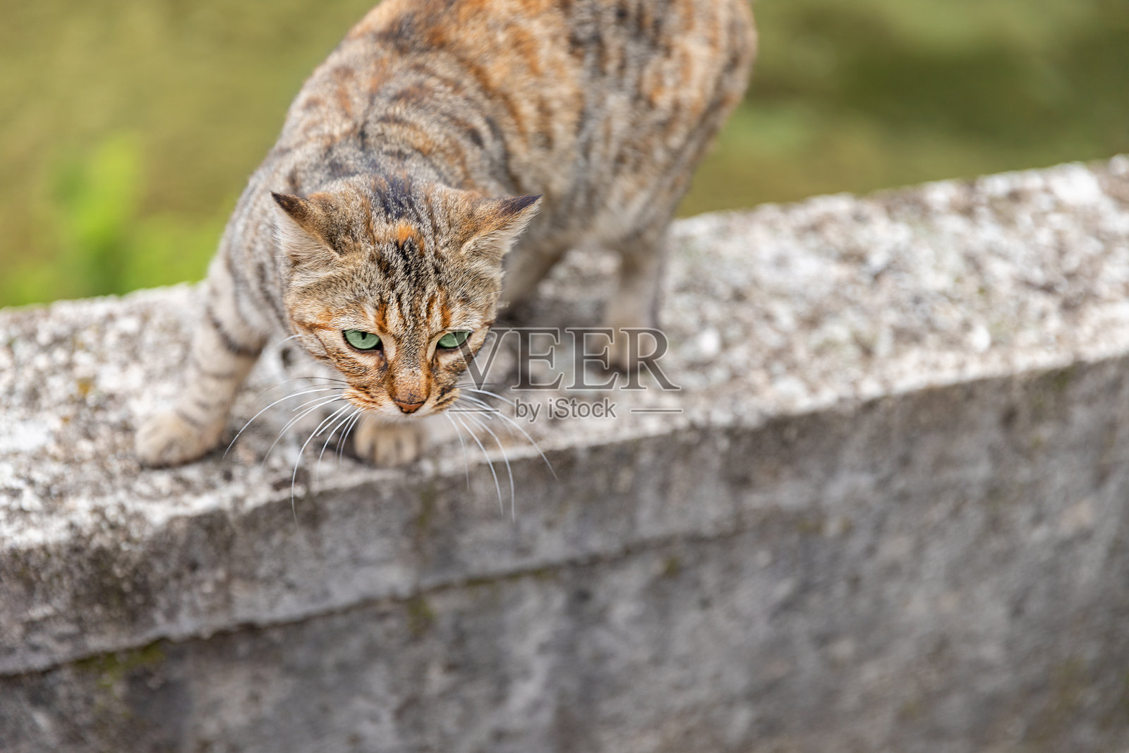 猫在街上走。传统村庄里的克罗地亚猫。三色猫。照片摄影图片