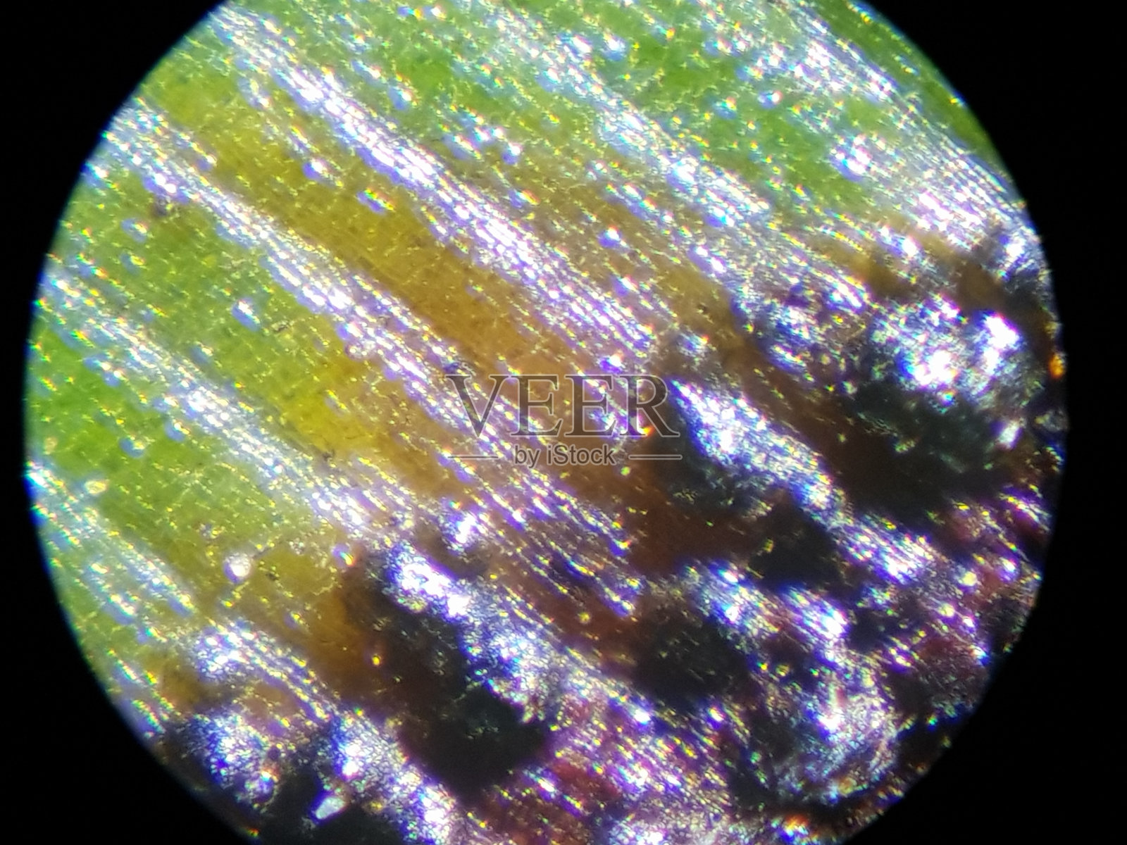 菱形叶斑病与香蕉黑叉叶斑病的关联。照片摄影图片
