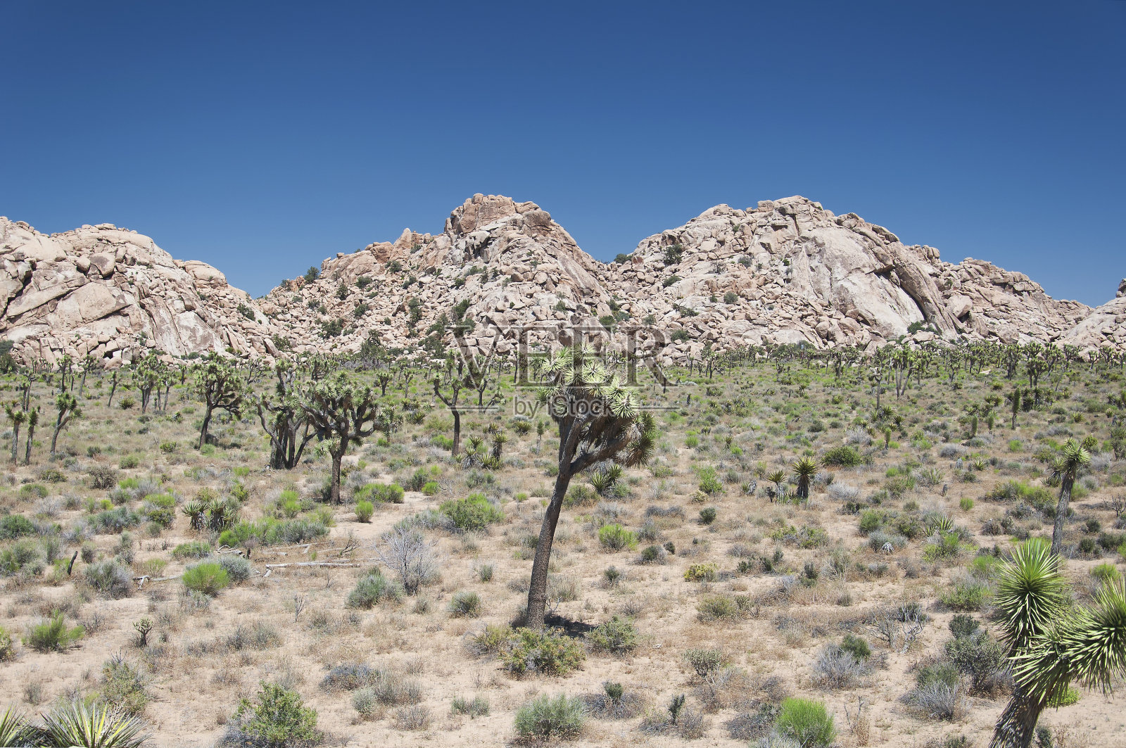 约书亚树国家公园大卵石和加利福尼亚丝兰棕榈树照片摄影图片