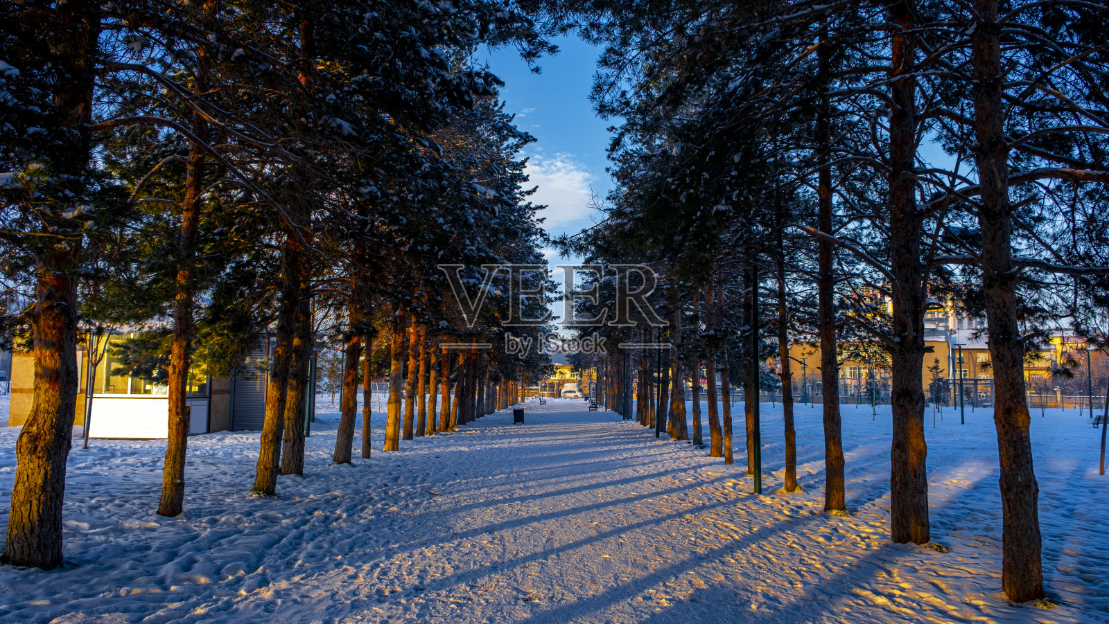 冬天的夕阳透过松树。照片摄影图片