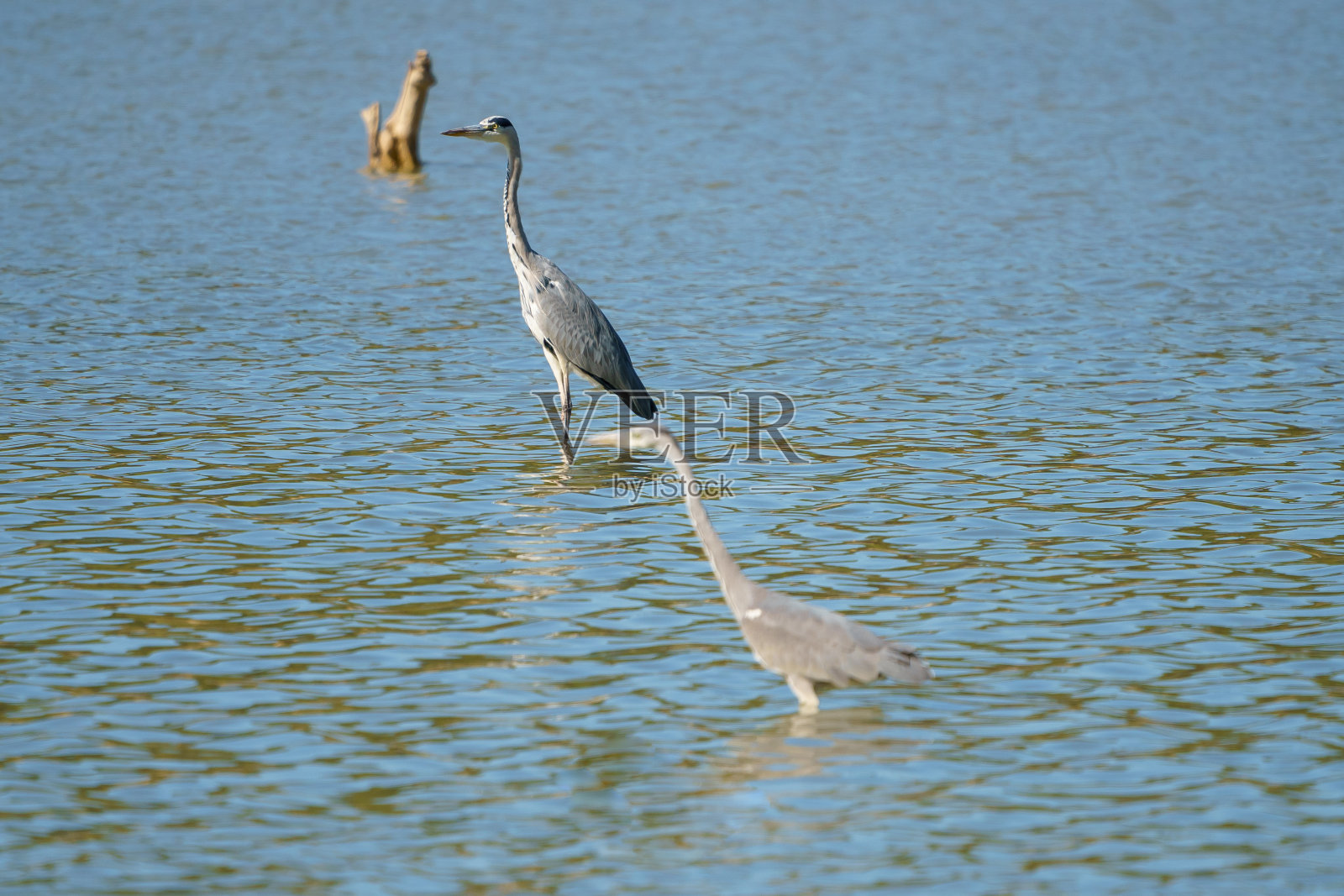 一对灰苍鹭在水里抬起头和脖子看着。照片摄影图片