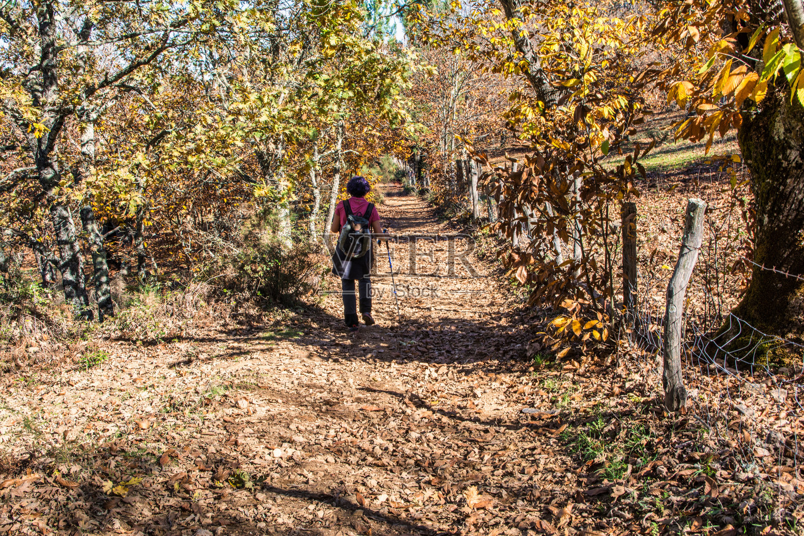 一个成熟的女人在栗树间开辟了一条徒步旅行的小径。户外活动照片摄影图片