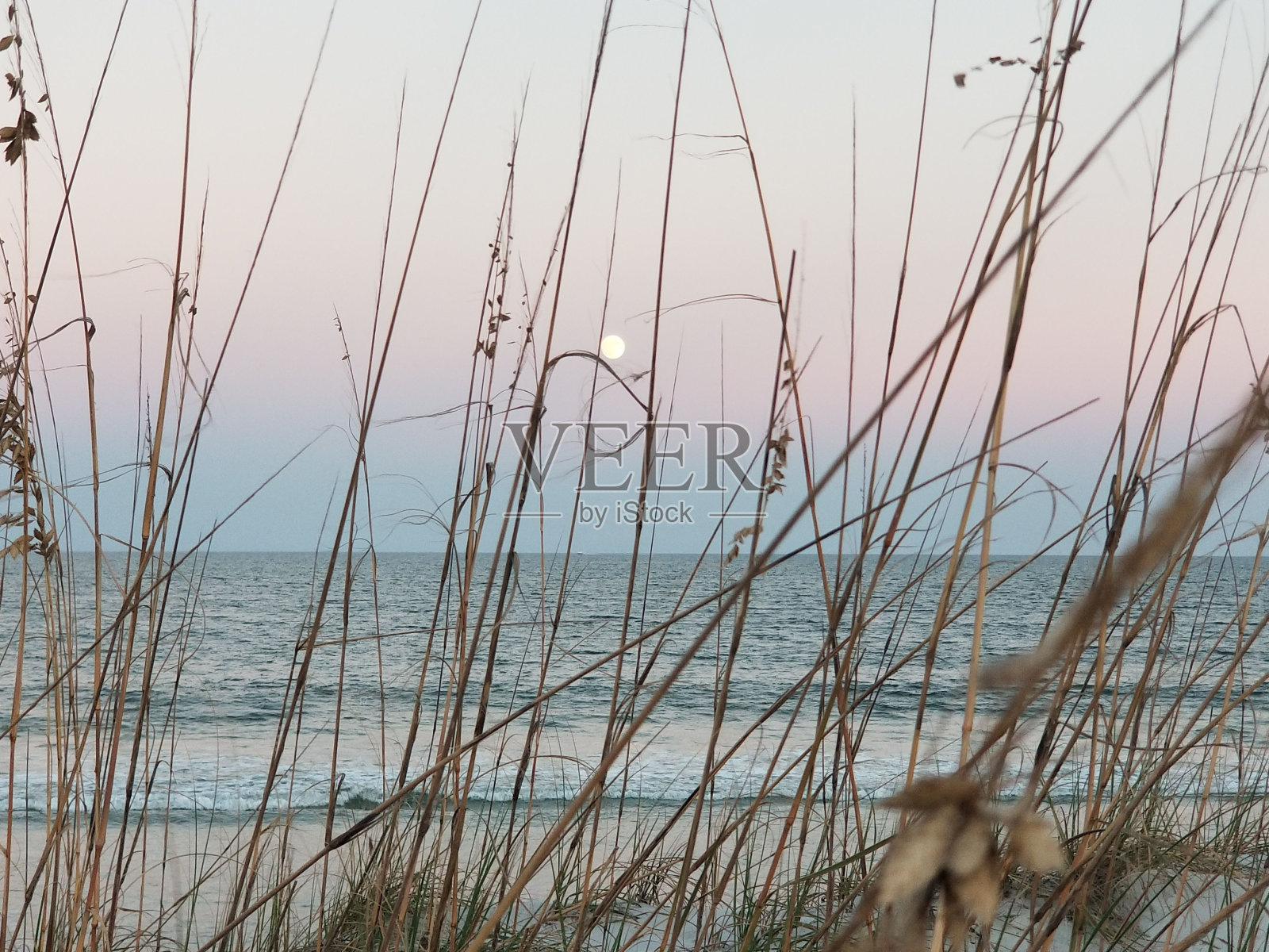 近距离拍摄日落时海滩上的高草照片摄影图片