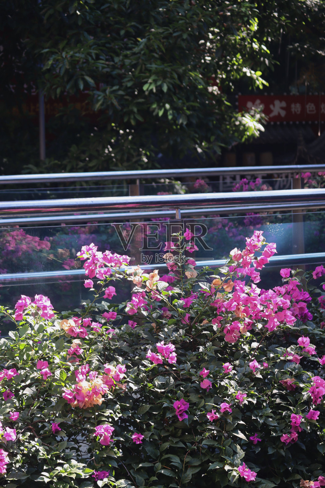 粉红色的花在城市里照片摄影图片