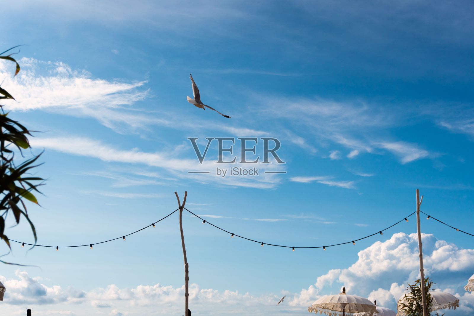 在一个阳光明媚的日子里,一只鸟儿张开翅膀飞翔的低角度视图照片摄影图片