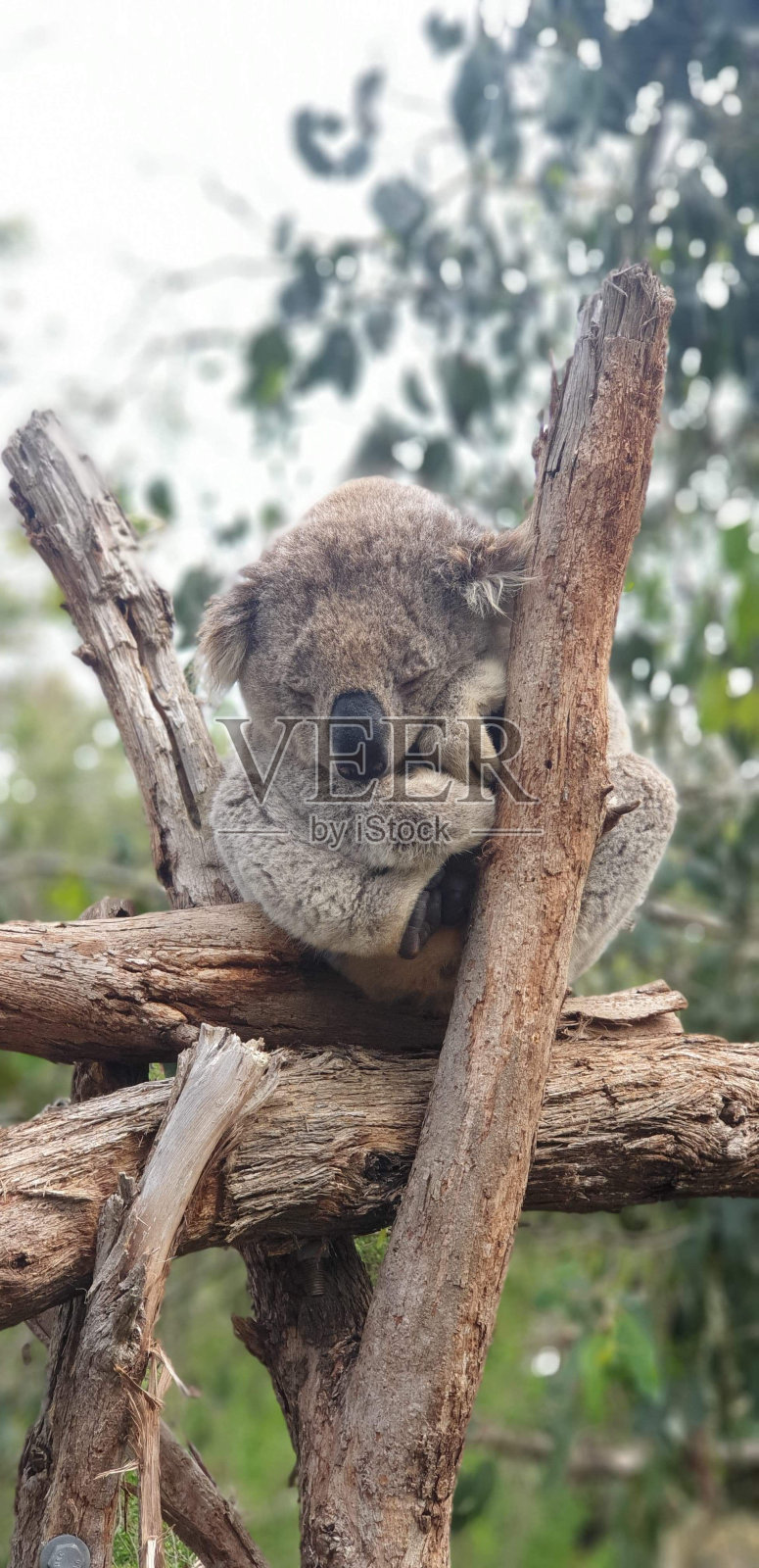 垂直特写镜头,一只小考拉睡在树枝上,背景是绿叶照片摄影图片