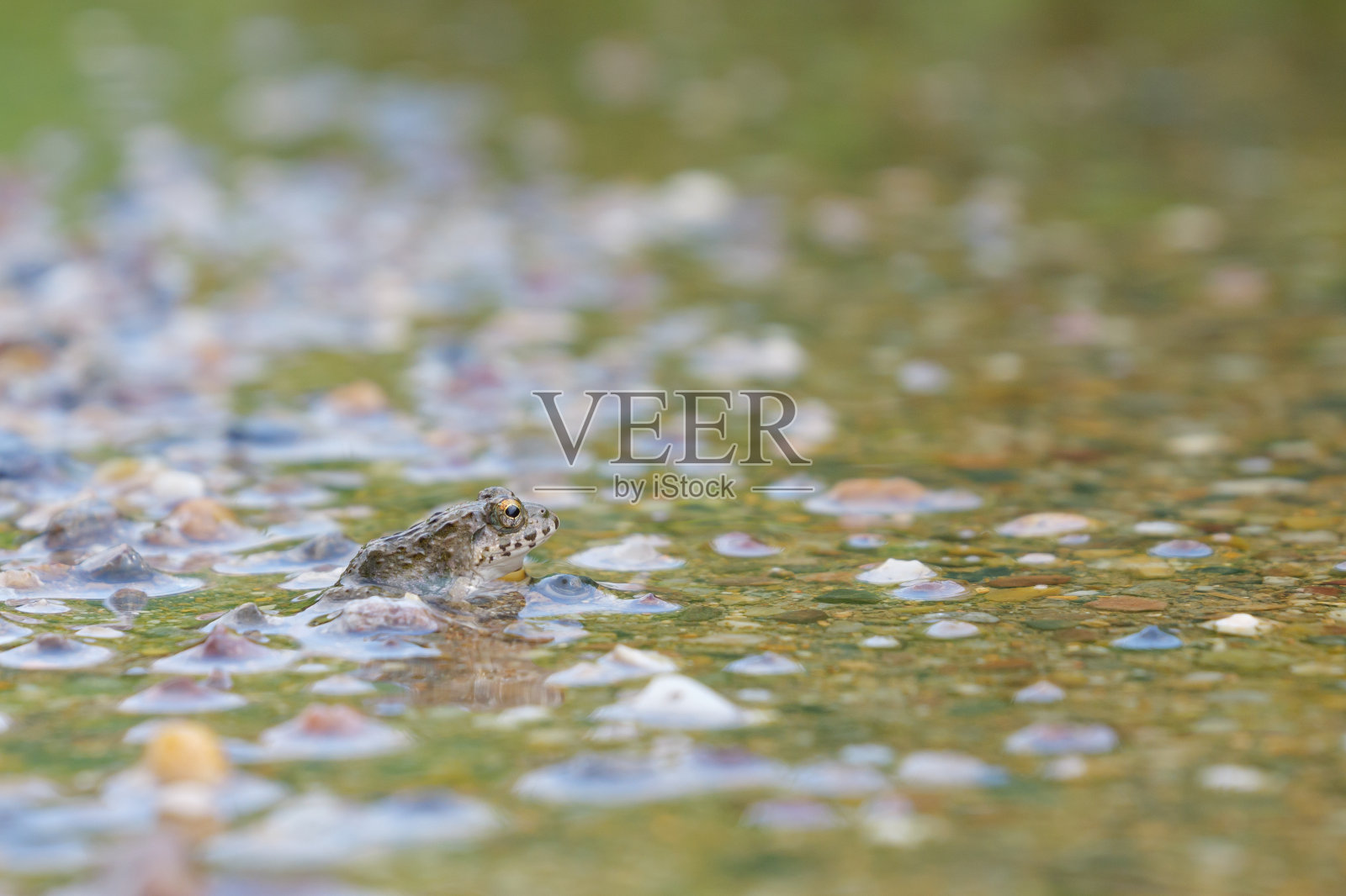 夏天,生活在稻田附近的土色小青蛙照片摄影图片