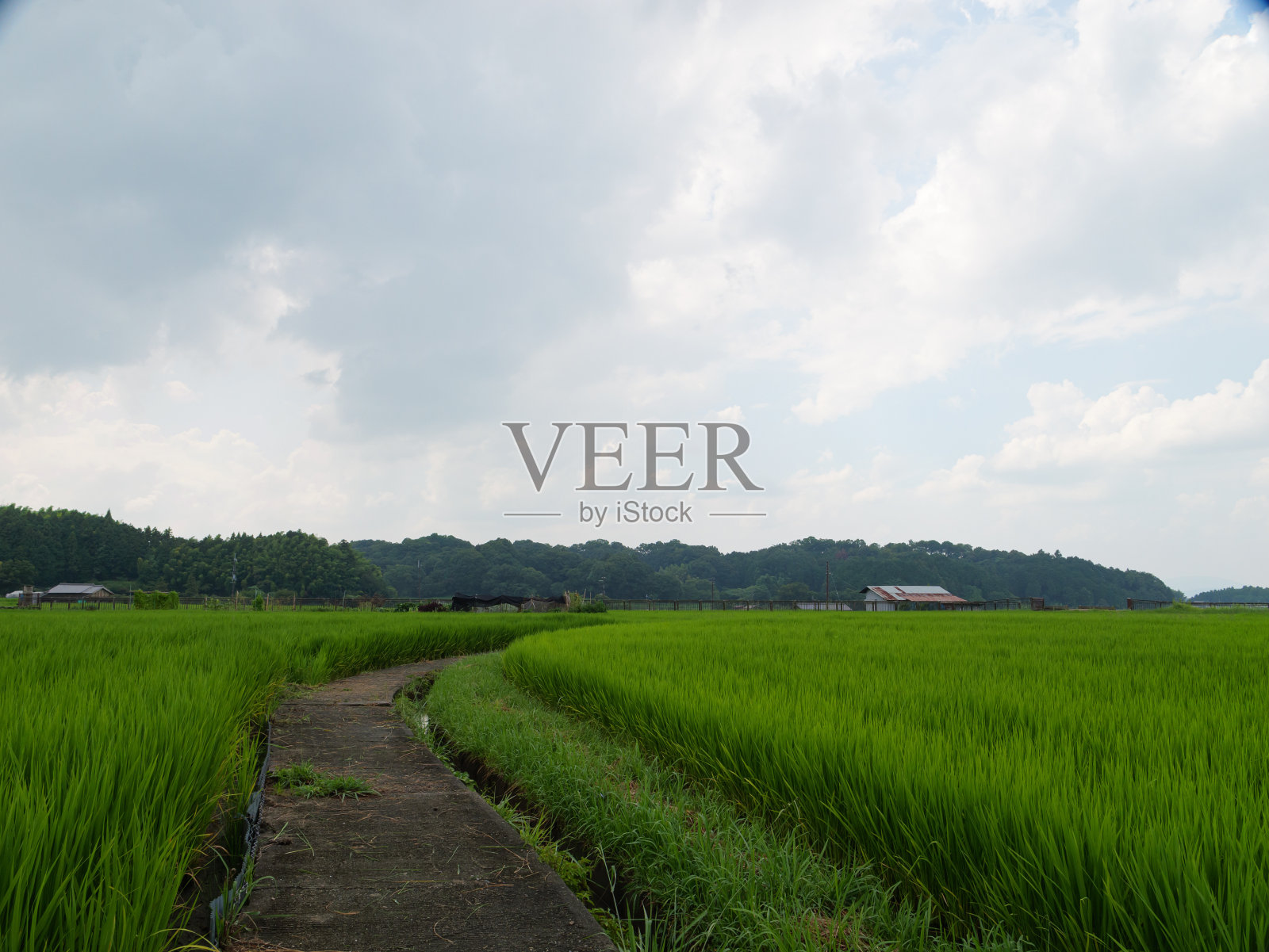 日本的农村在仲夏,附近生长着大量绿色的水稻植物。照片摄影图片