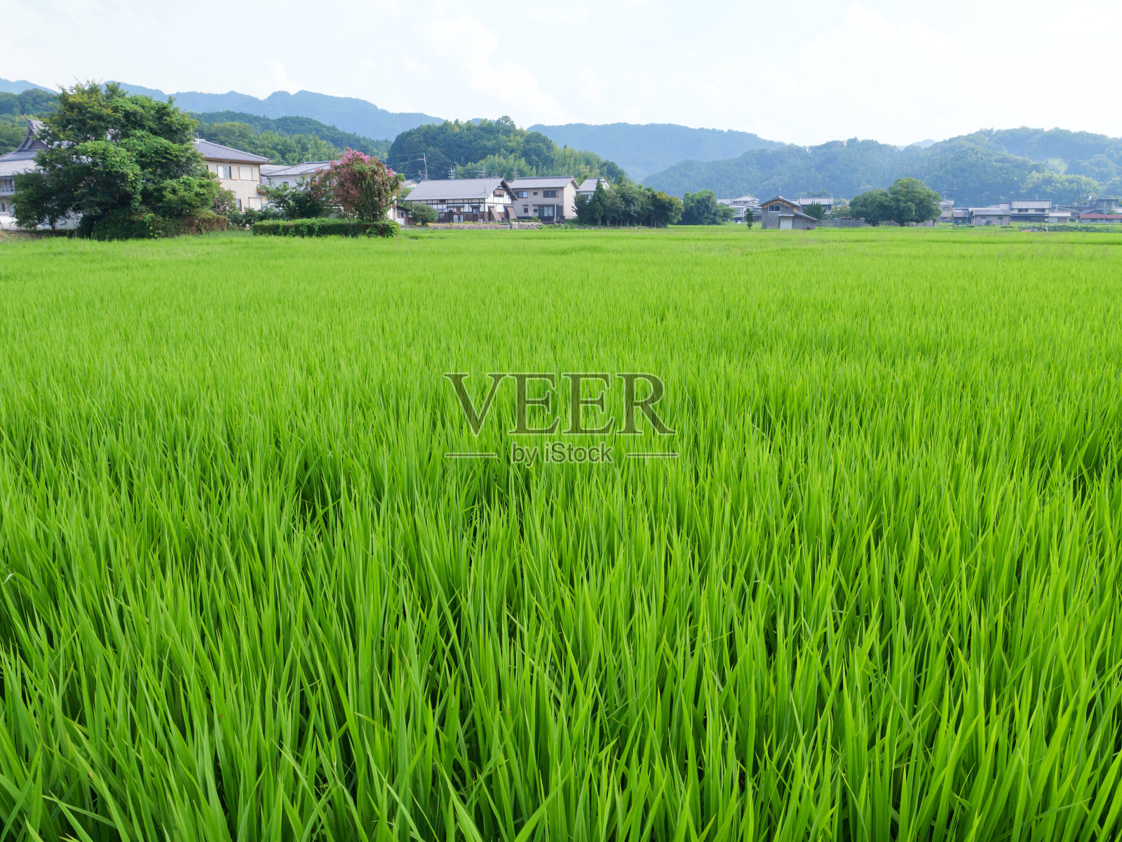 盛夏的日本农村稻田里,美丽的绿色水稻在风中摇曳。照片摄影图片