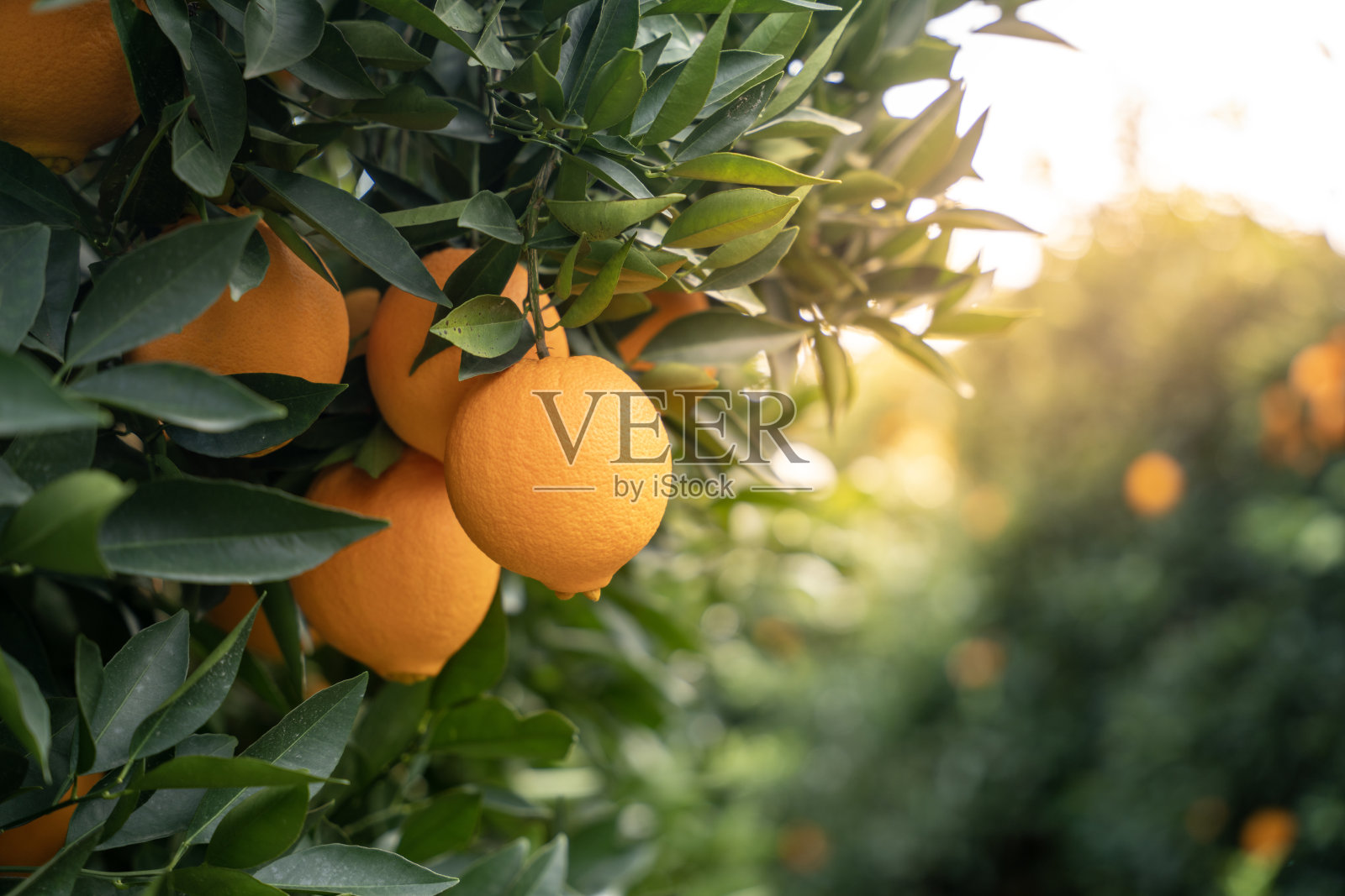 花园里有新鲜的有机橙子照片摄影图片