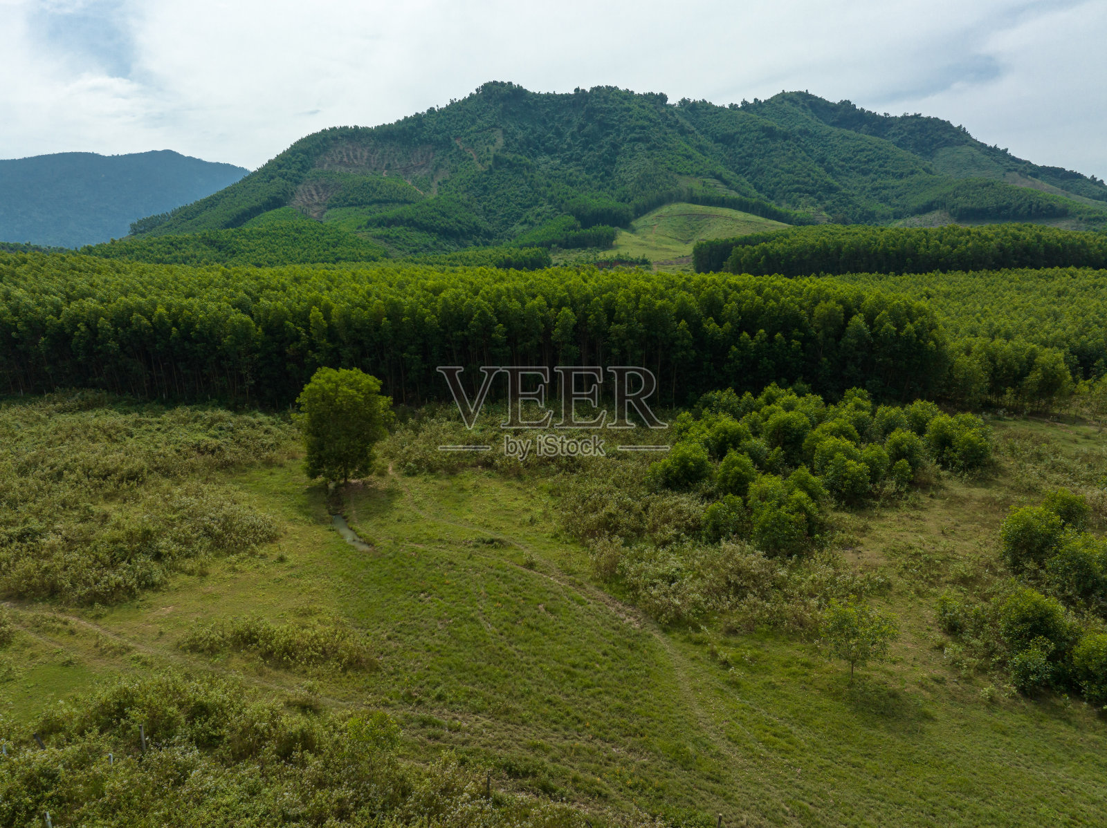 金合欢森林照片摄影图片