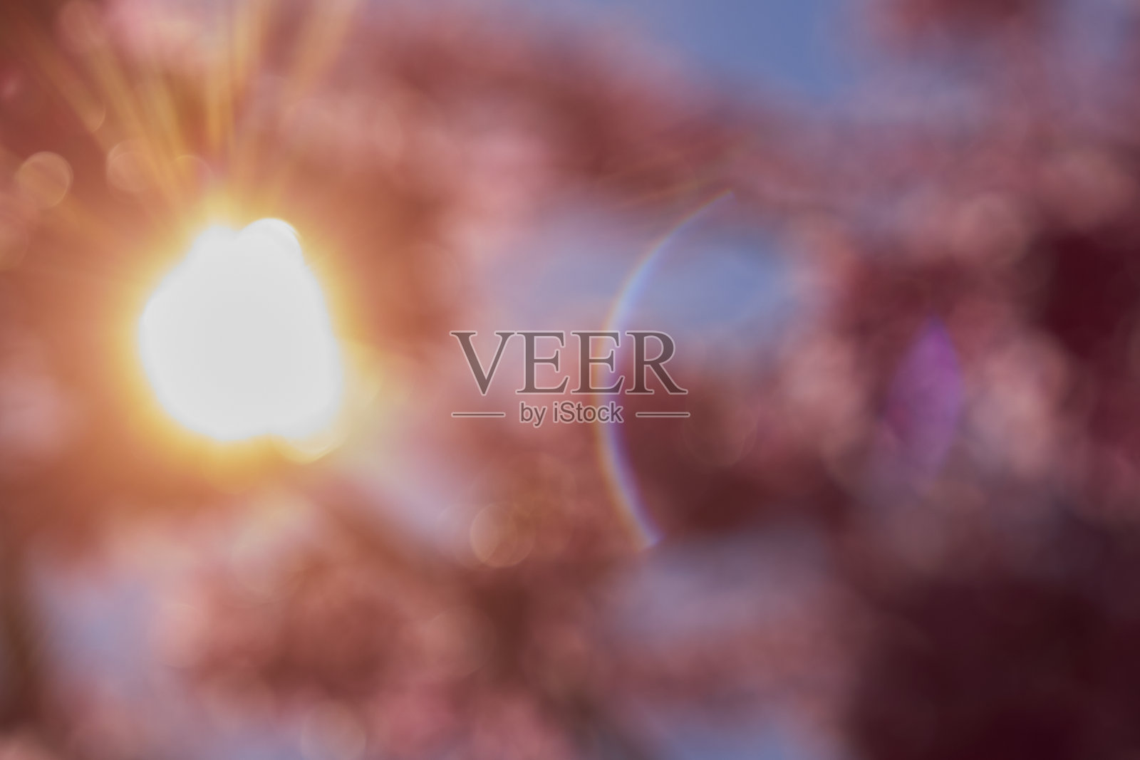 粉色樱花与蓝色天空的散景背景。散焦和模糊镜头效果。照片摄影图片