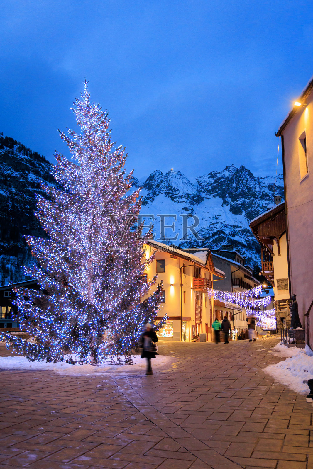 库马约和圣诞树照片摄影图片