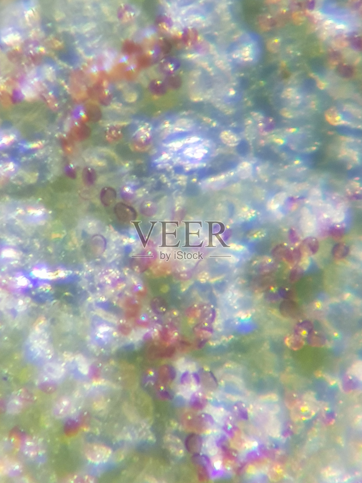 花生锈病是越南花生的一种常见病害。照片摄影图片