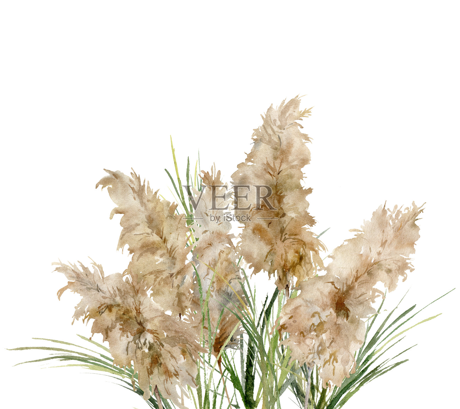 水彩画的热带花香绿色和干燥的潘帕斯草。手绘的外来卡植物隔离在白色背景。花卉插图的设计,印刷,织物或背景。插画图片素材