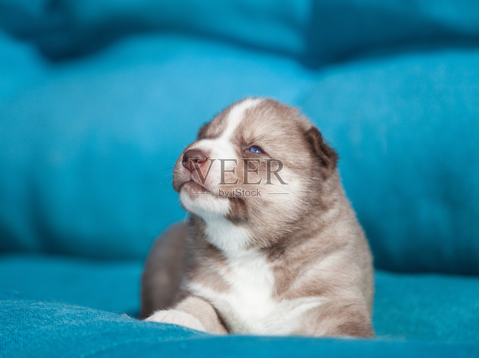 新生西伯利亚哈士奇幼犬照片摄影图片