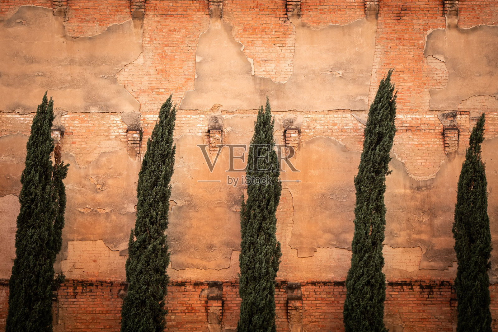 在一个旧停车场的装饰常青树的数量照片摄影图片