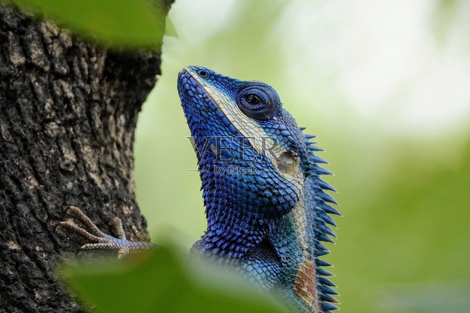 特写镜头的胡子卡洛特在树上照片摄影图片
