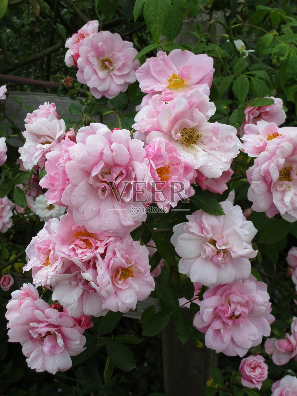 2022年6月夏季,伊丽莎白公园花园的亮粉色玫瑰照片摄影图片