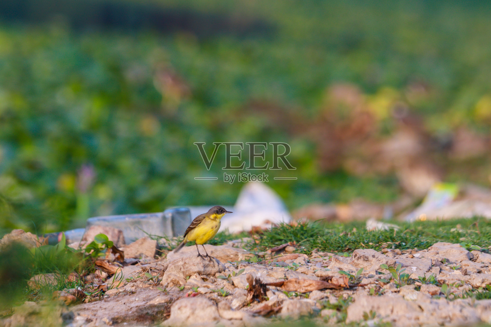 灰尾鸟照片摄影图片
