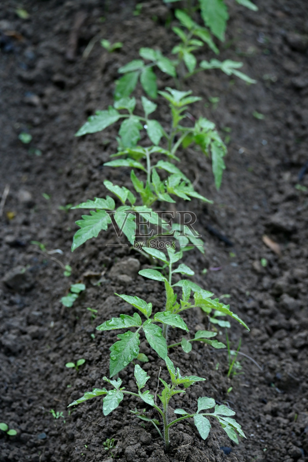 特写一束成熟的绿色番茄植物,棕色土壤软焦点自然灰棕色背景。照片摄影图片