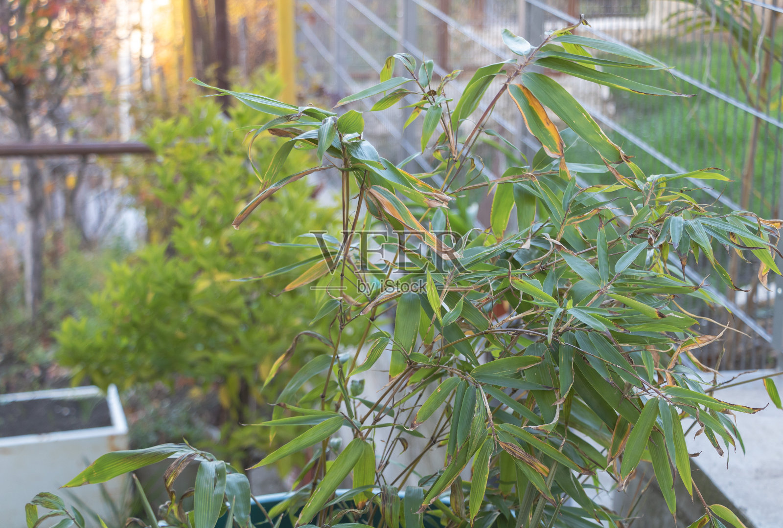 竹锅给秋天带来热带风情照片摄影图片