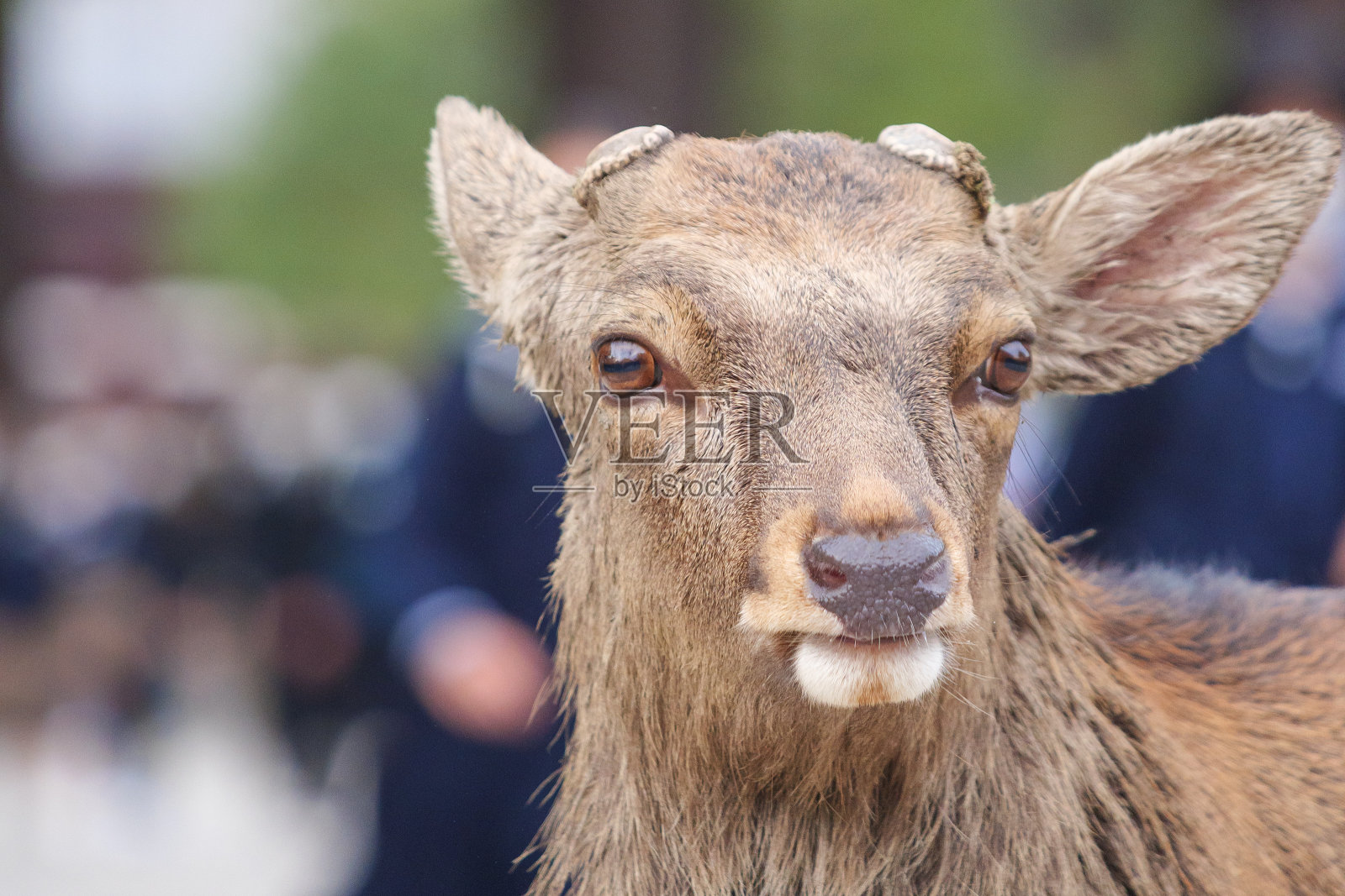 野鹿站在大街上照片摄影图片