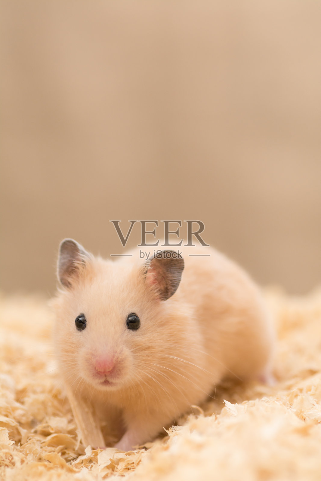 黄金仓鼠照片摄影图片