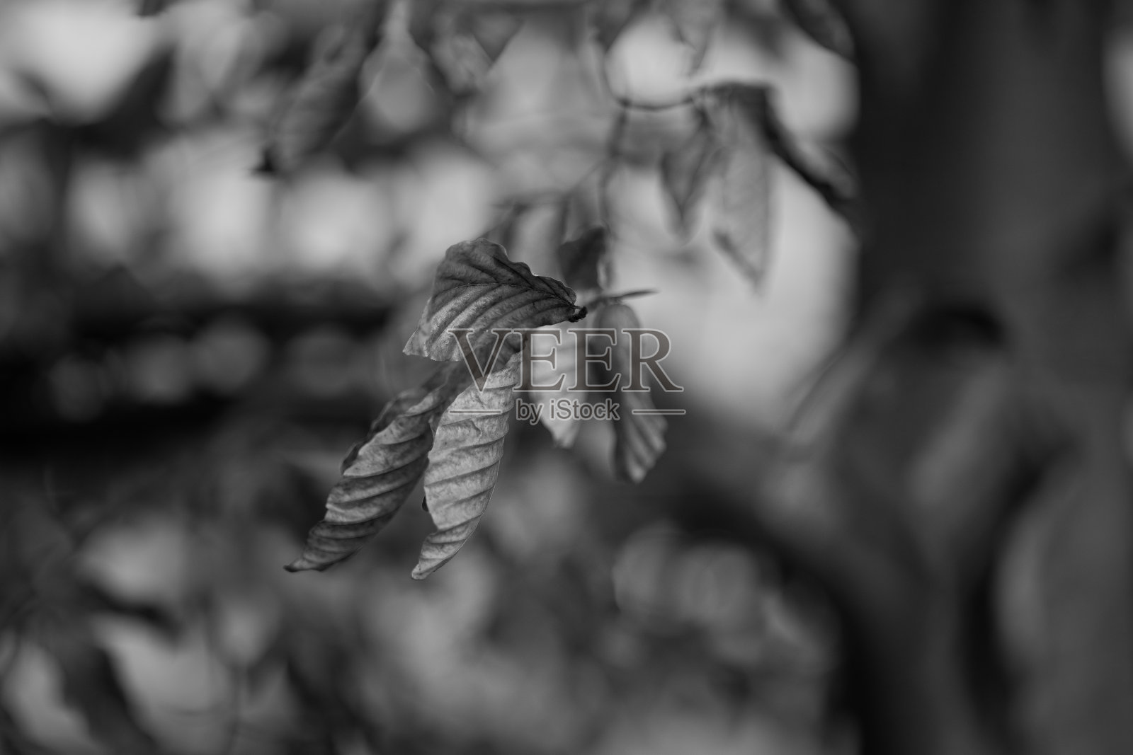 树上的叶子照片摄影图片