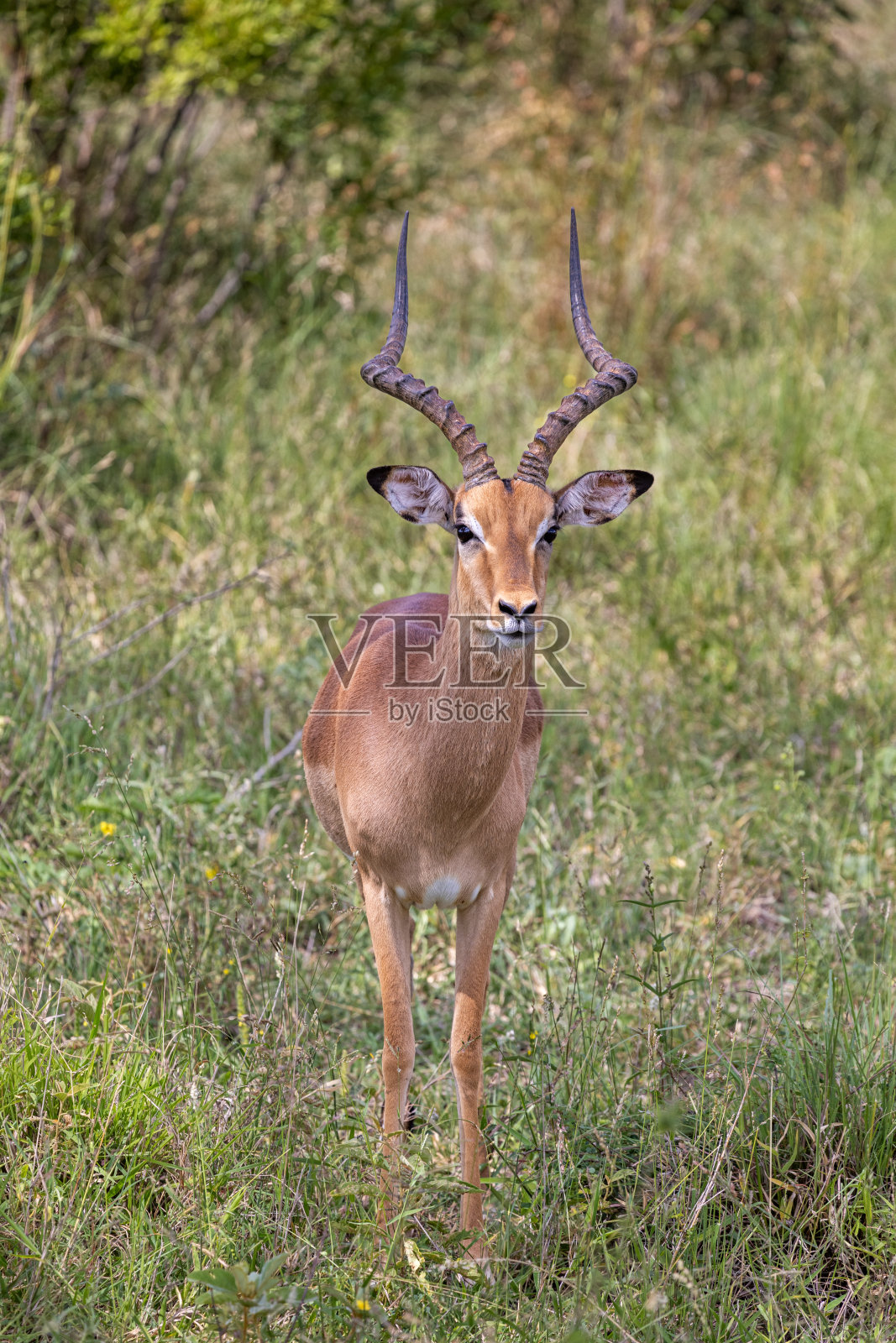 从正面看雄性黑斑羚照片摄影图片