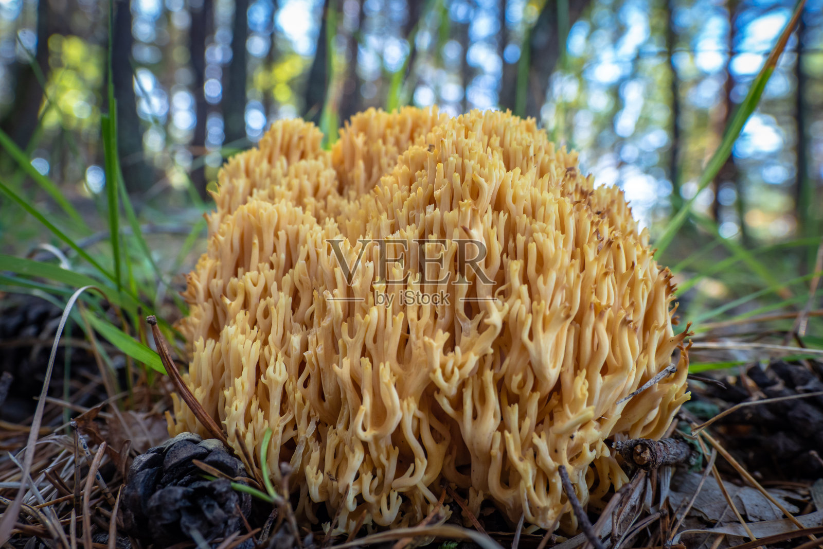 美丽的野生蘑菇生长在法国的森林里照片摄影图片