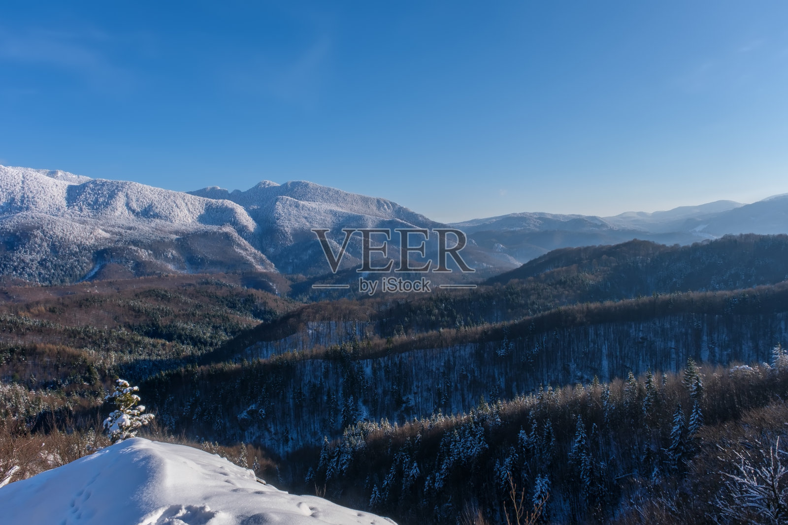 积雪中覆盖着霜冻树的全景。神奇的冬季森林。自然景观和美丽的天空。地球的复兴照片摄影图片
