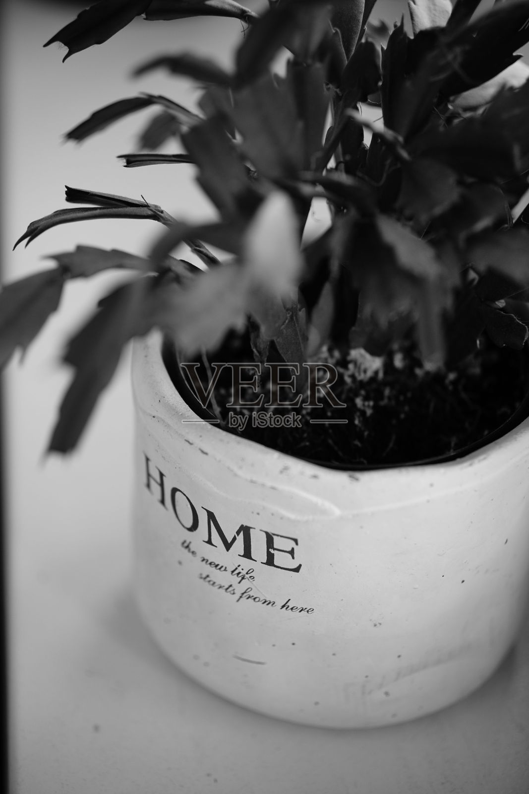 白色花盆中的室内植物的灰度镜头照片摄影图片
