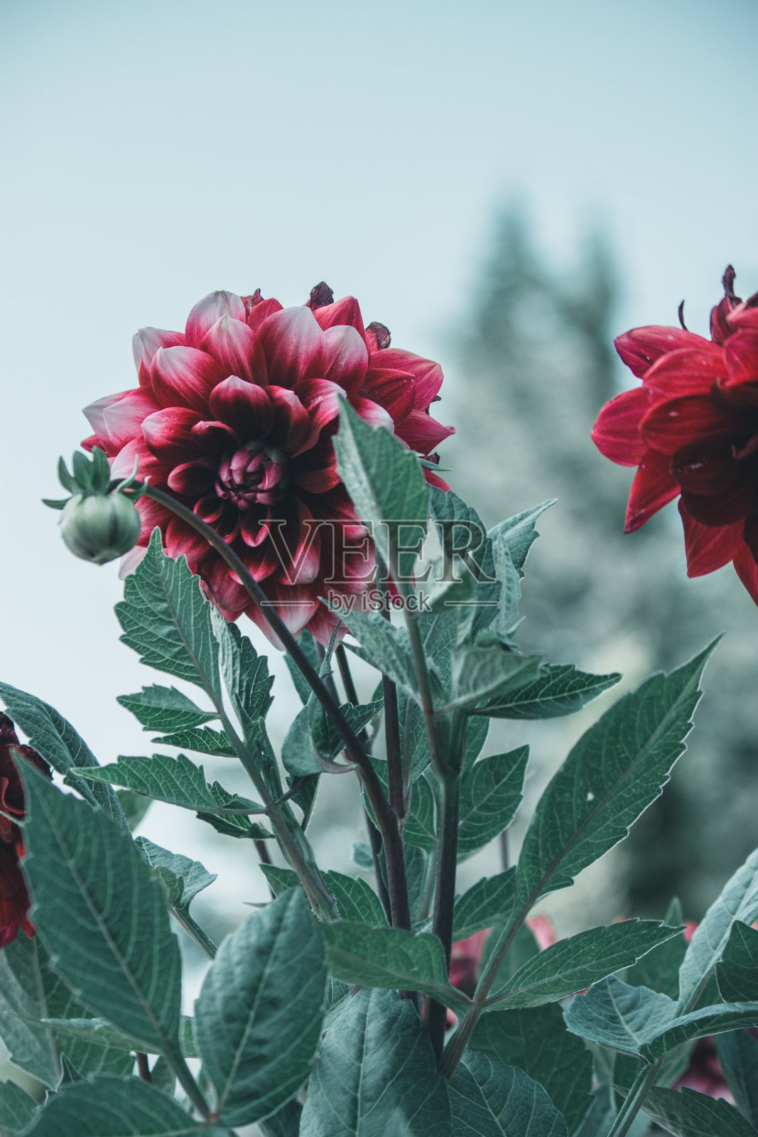 花照片摄影图片