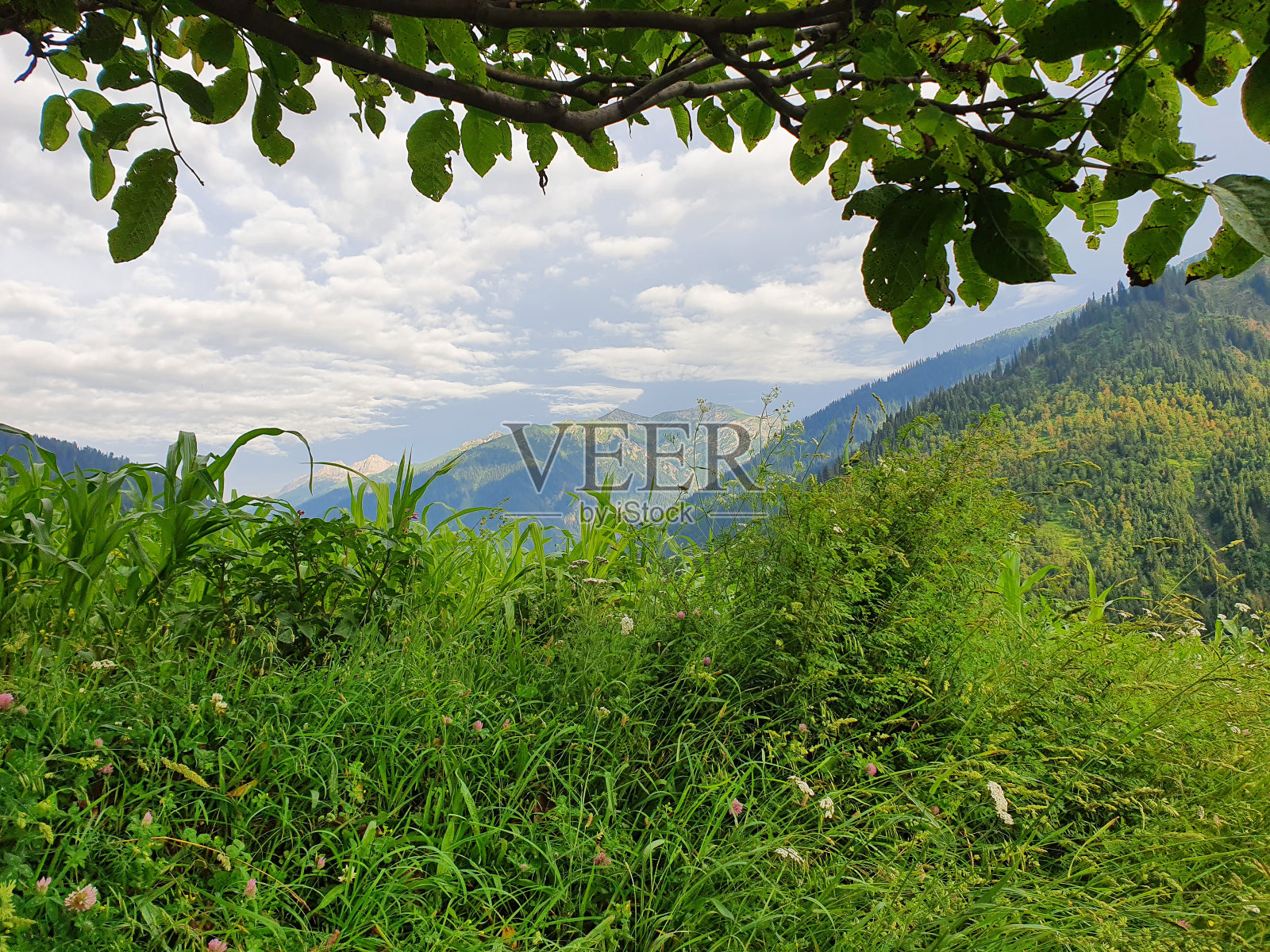 克什米尔山谷,克什米尔的自然和文化的惊人观点照片摄影图片