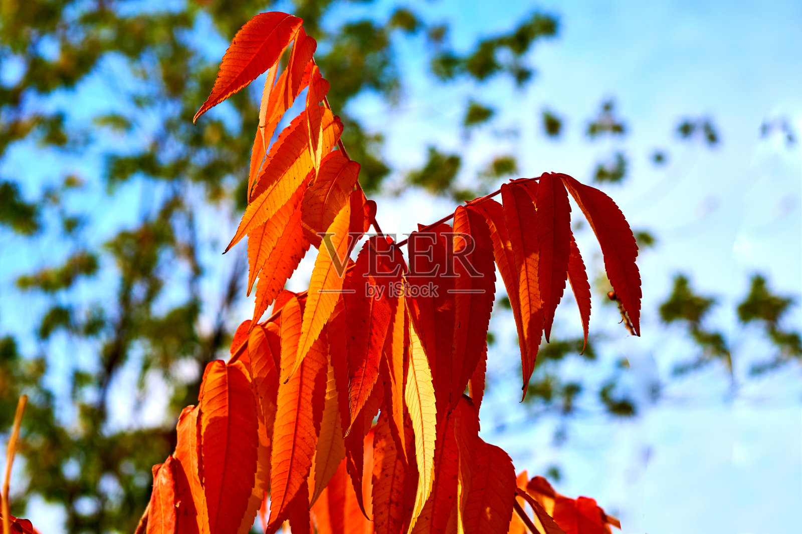 金红暖色的秋天。枝橙叶蓝照片摄影图片