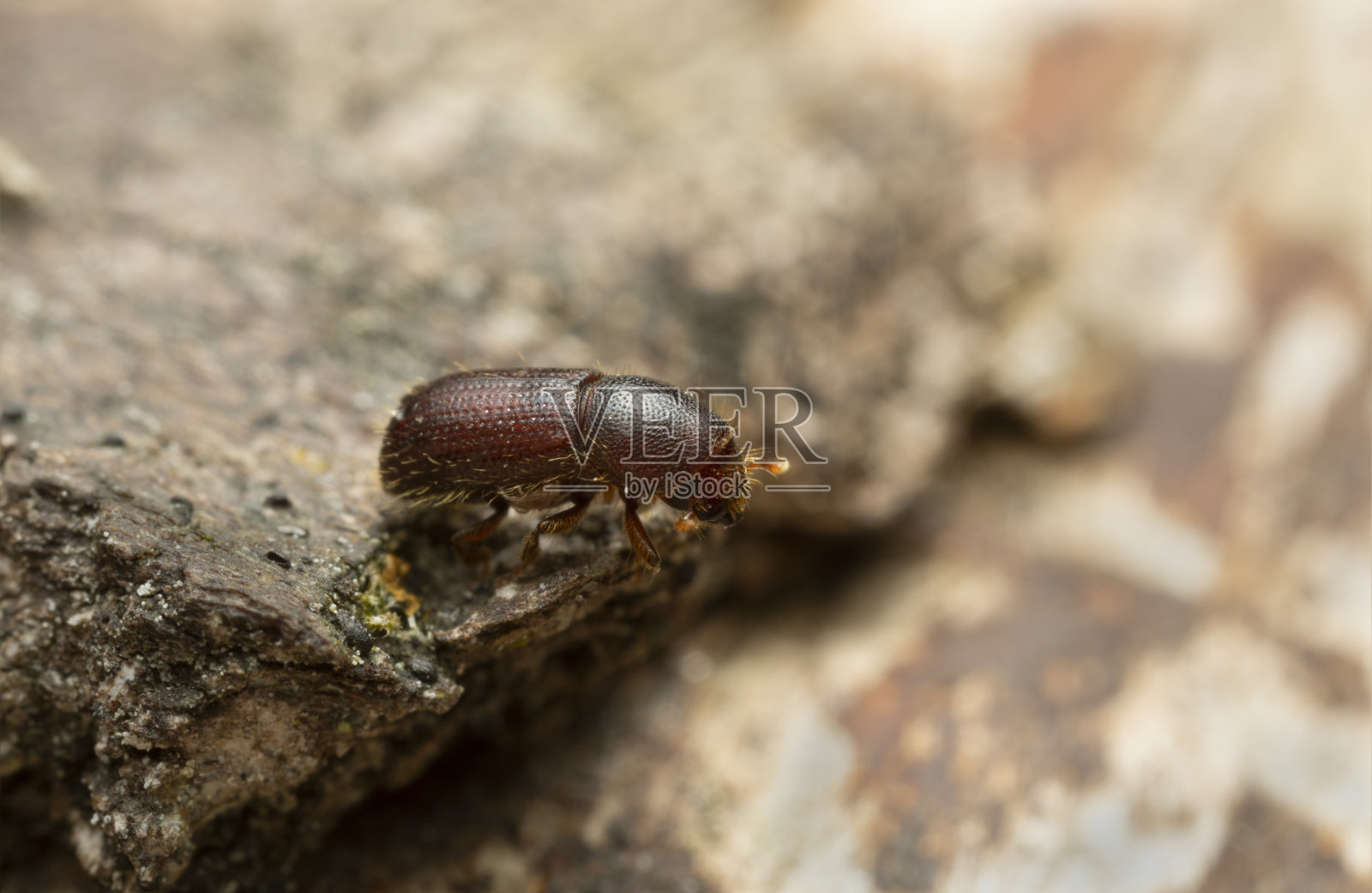 树皮上的树皮甲虫照片摄影图片