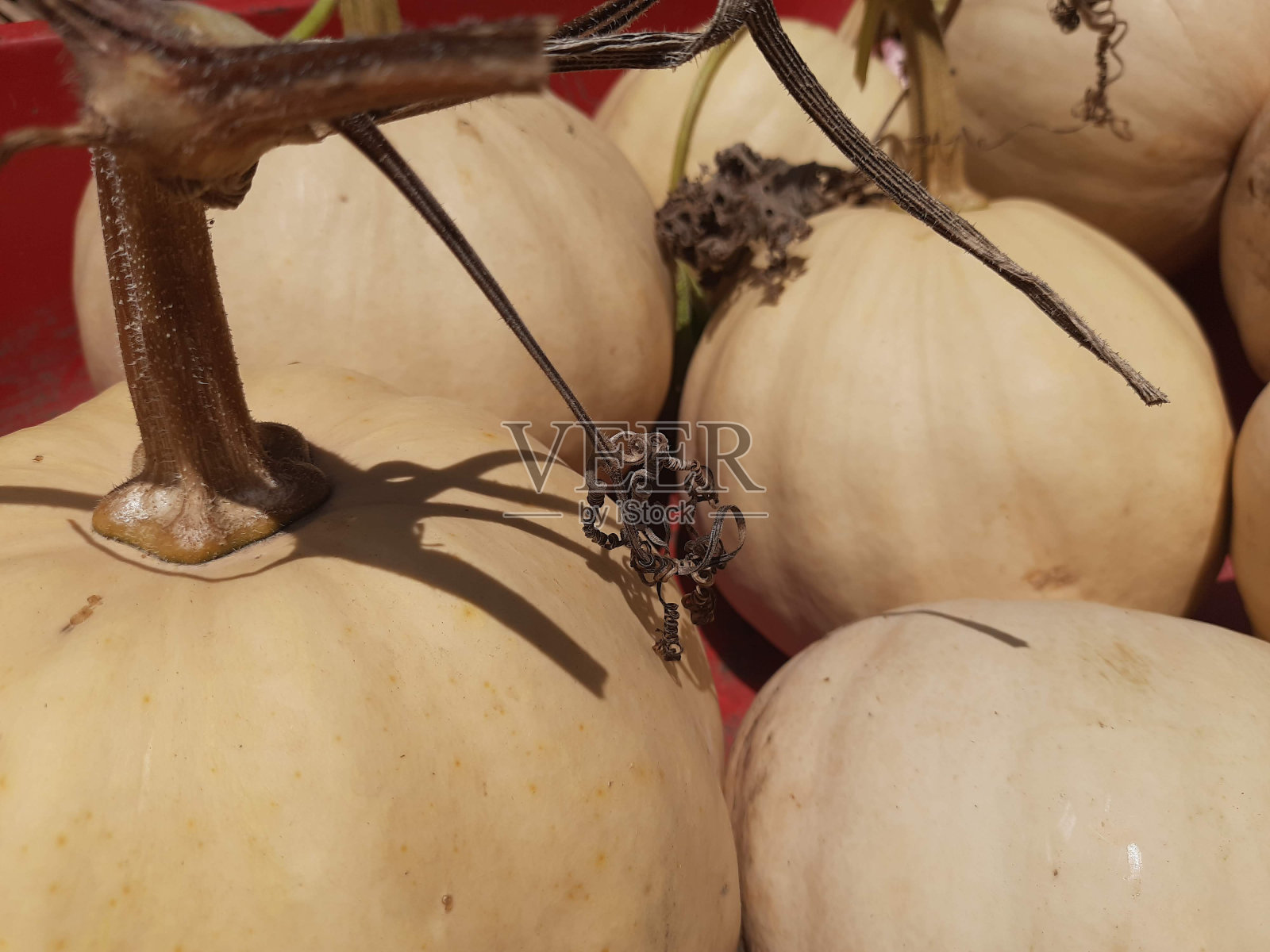 传统的南瓜照片摄影图片