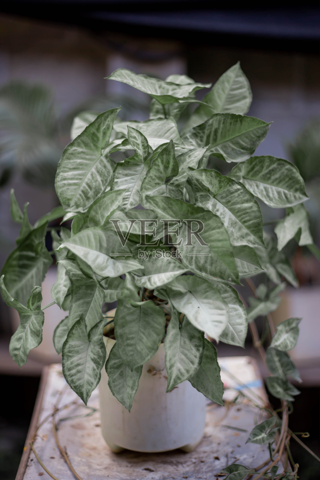 这是一种我自己种的植物。照片摄影图片