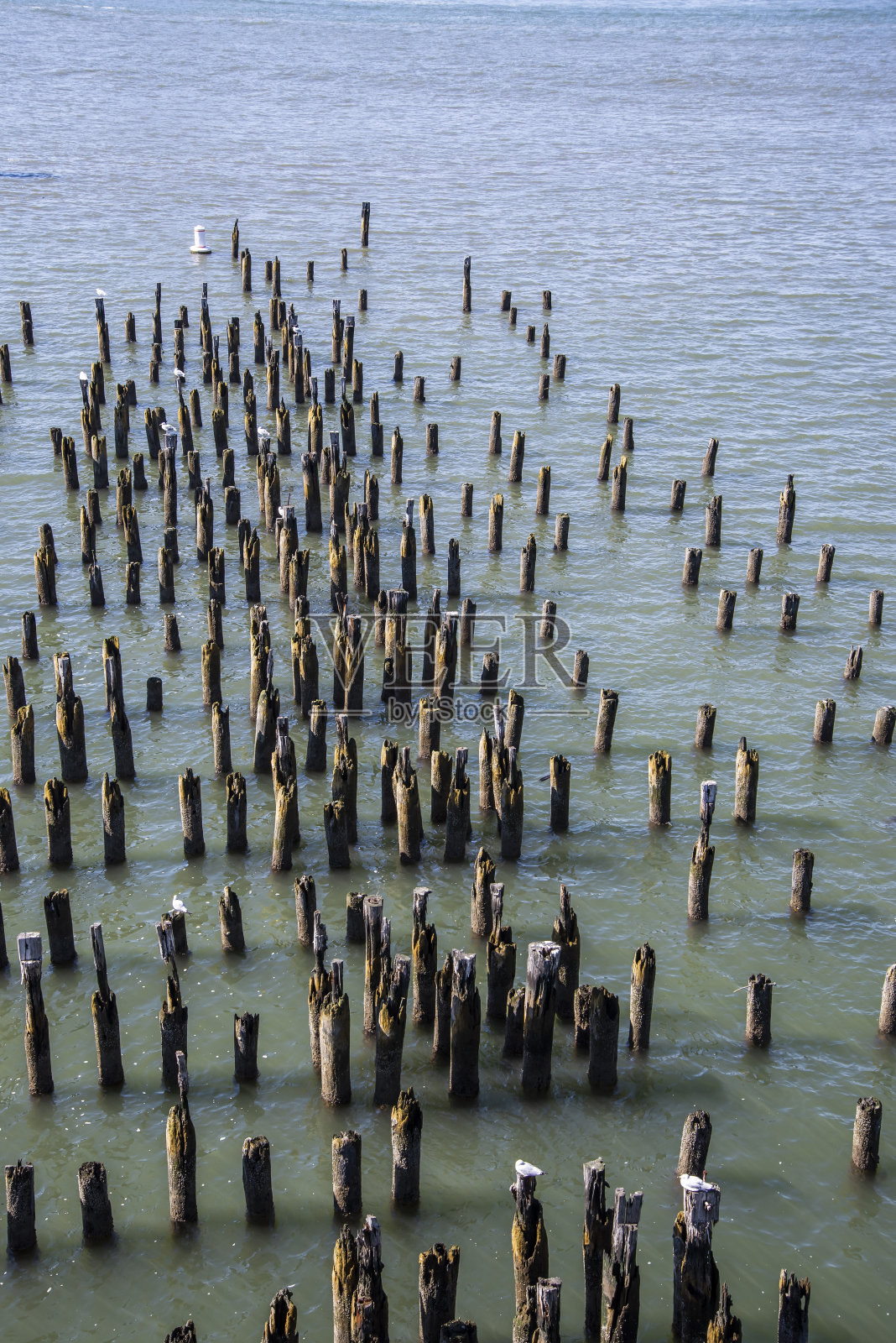 在水中堆放码头木材照片摄影图片